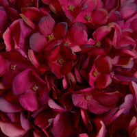 Autumn Ruby Hydrangea (5 stem)