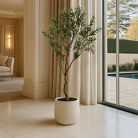 Apulia Olive Tree In White Pot 200Cm