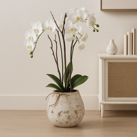 White Orchid In Stone Pot