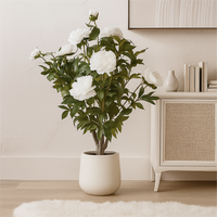 Extra Large White Peony Bush In Pot