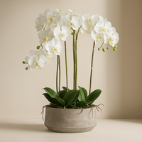 Large White Orchid In Stone Pot