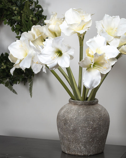 Classic White Amaryllis Flower (5 stem)