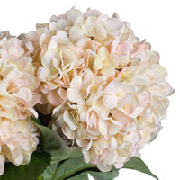 Autumn White Hydrangea (5 stems )