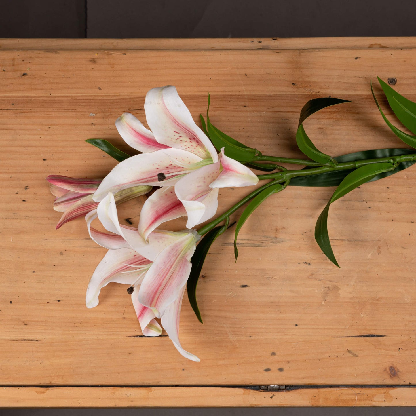 Stargazer Lily (5 stem)