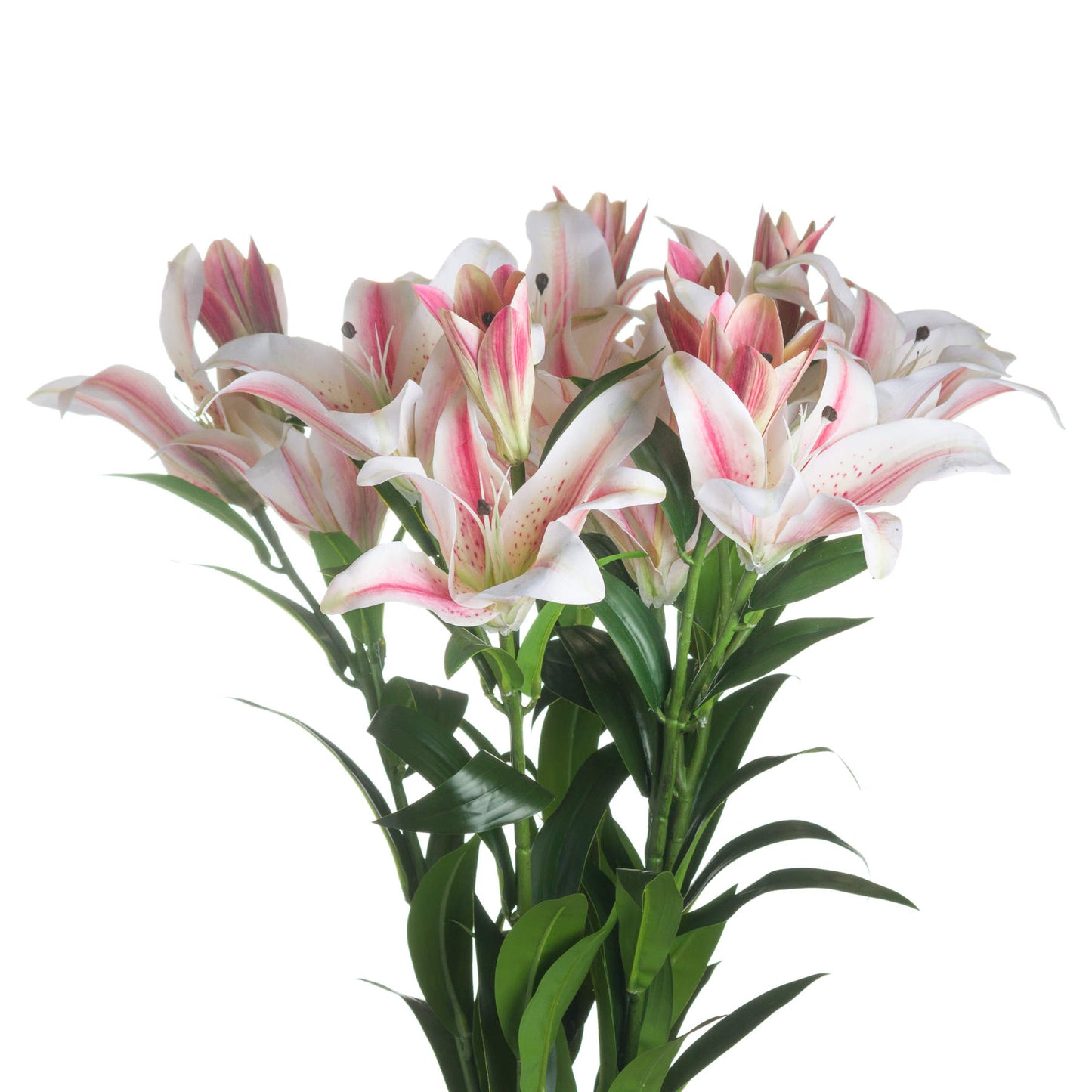 Stargazer Lily (5 stem)