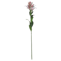 Stargazer Lily (5 stem)