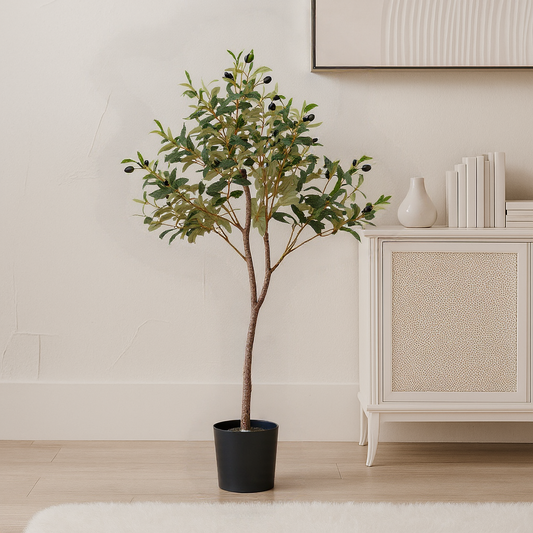 Calabria Small Olive Tree