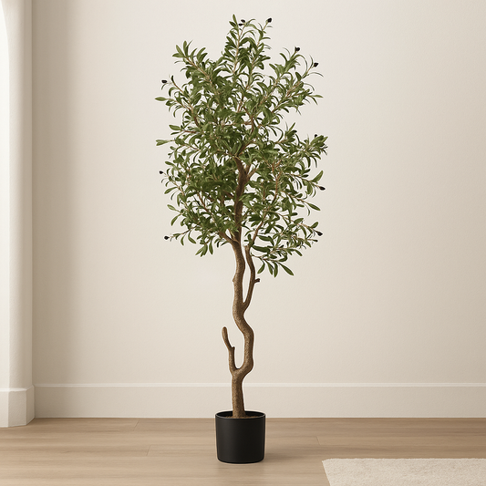 Calabria Large Olive Tree