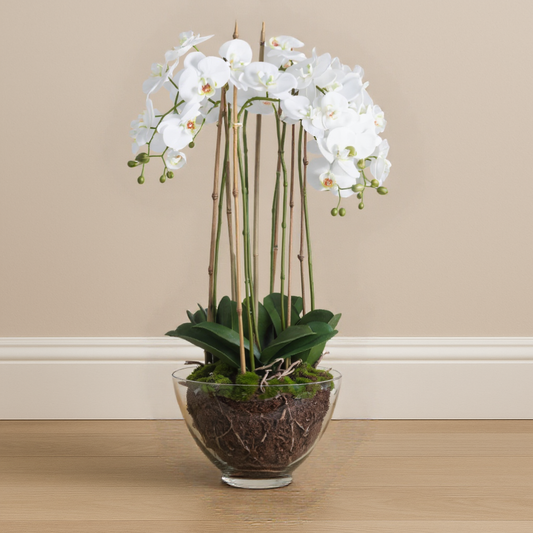 Large White Orchid In Glass Pot