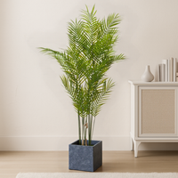 Large Paradise Potted Palm