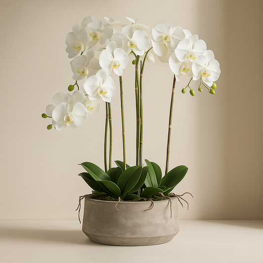 Large White Orchid In Stone Pot