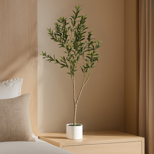 Apulia Olive Tree In White Pot 150Cm