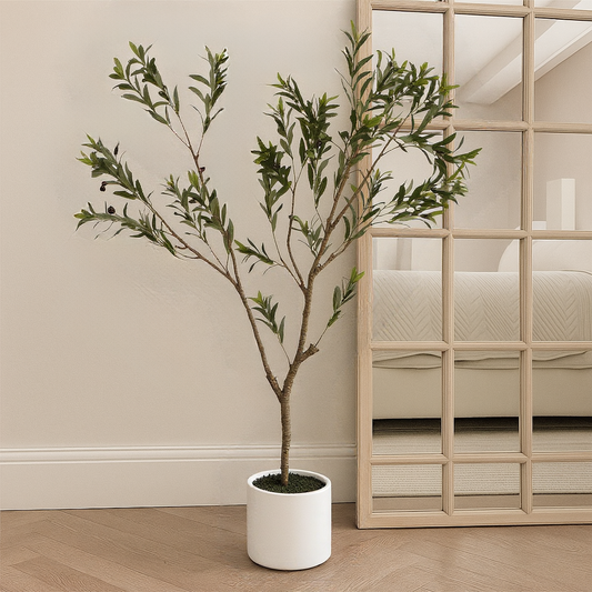 Apulia Olive Tree In White Pot 180Cm