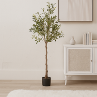 Calabria Olive Tree