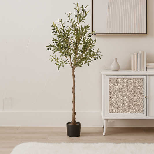 Calabria Olive Tree